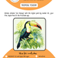 BEE CREATIVE Digital Paint by Number Kit {for Procreate} - TROPICAL TOUCAN 01